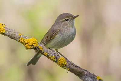 Пеночка-теньковка | Photo, Animals, Bird