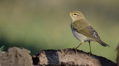 Willow Warbler , Пеночка-весничка - Phylloscopus trochilus. Photographer  Evgeniy