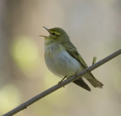 Пеночка-весничка Phylloscopus trochilus Willow Warbler