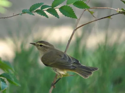 Толстоклювая пеночка - eBird