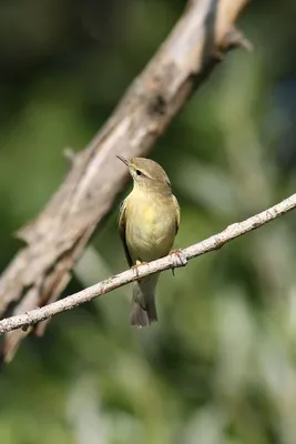 Пеночка-весничка (Phylloscopus trochilus). Птицы Сибири.