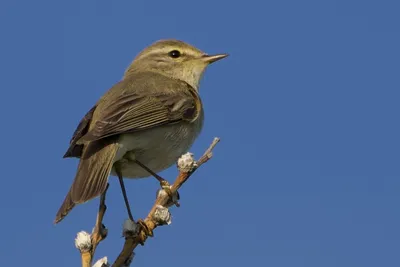 Пеночка-теньковка (Phylloscopus collybita). Фотогалерея птиц. Фотографии  птиц России, Беларуси, Украины, Казахстана, Таджикистана, Азербайджана.