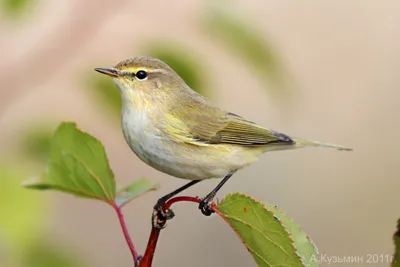 Пеночка-весничка (Phylloscopus trochilus) / Статьи / Птицы Европы