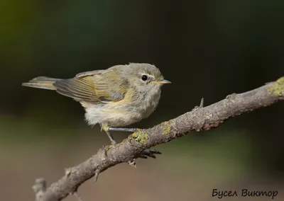 Пеночка-теньковка (Phylloscopus collybita)