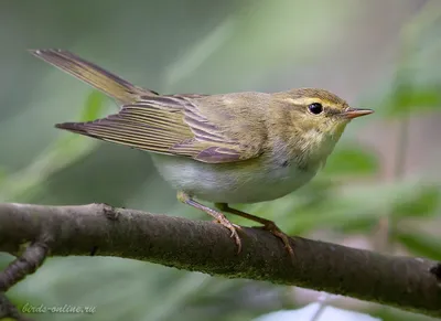 Пеночка-теньковка (Phylloscopus collybita) / Статьи / Птицы Европы