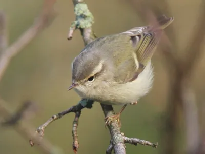 Тусклая пеночка - eBird