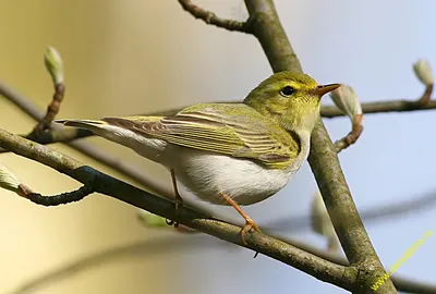 Пеночка-трещотка (Phylloscopus sibilatrix). Фотогалерея птиц. Фотографии  птиц России, Беларуси, Украины, Казахстана, Таджикистана, Азербайджана.