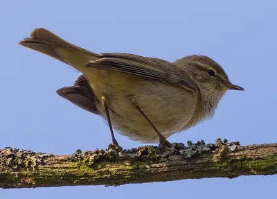 Зелёная пеночка (Phylloscopus trochiloides). Птицы Сибири.