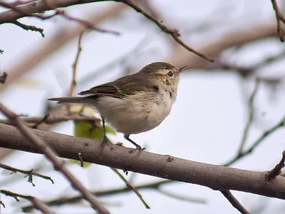 Пеночка-трещётка Phylloscopus sibilatrix Wood Warbler