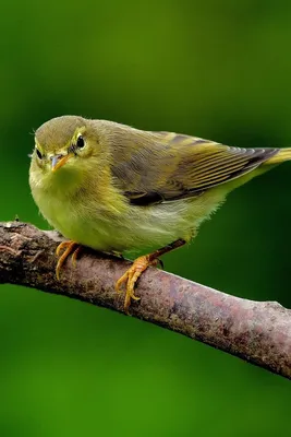 Пеночка-теньковка (Phylloscopus collybita). Фотогалерея птиц. Фотографии  птиц России, Беларуси, Украины, Казахстана, Таджикистана, Азербайджана.