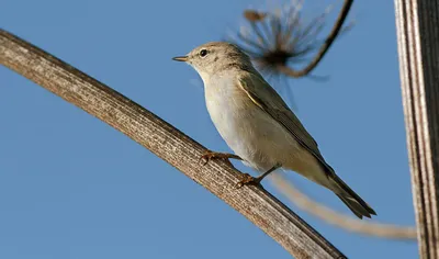 Пеночка-теньковка, Phylloscopus collybita abietinus, Chiff… | Flickr