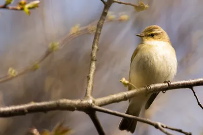 Голоса птиц Как поёт Пеночка теньковка Phylloscopus collybita - YouTube