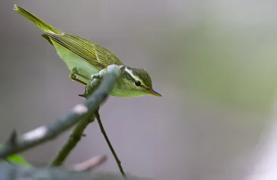 Пеночка-трещотка (Phylloscopus sibilatrix). Птицы Беларуси.