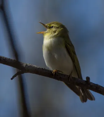 Толстоклювая пеночка (Phylloscopus schwarzi)