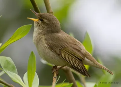 Пеночка-таловка (Phylloscopus borealis). Фотогалерея птиц. Фотографии птиц  России, Беларуси, Украины, Казахстана, Таджикис… | Фотографии птиц,  Красивые птицы, Птицы