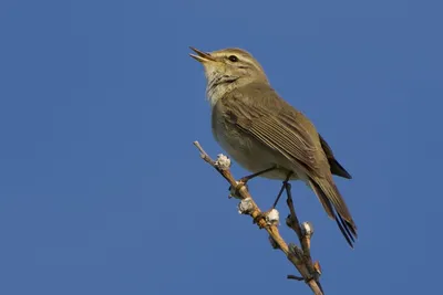 Светлоголовая пеночка (Phylloscopus coronatus). Фотогалерея птиц.  Фотографии птиц России, Беларуси, Украины, Казахстана, Таджикистана,  Азербайджана.