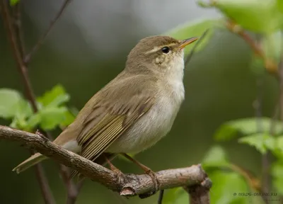 Пеночка-теньковка, Phylloscopus collybita abietinus, Chiff… | Flickr