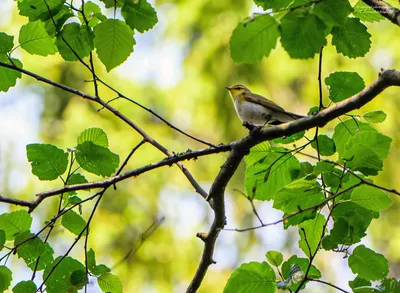 Пеночка-весничка (Phylloscopus trochilus). Птицы Европейской России.