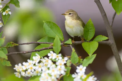 Пеночка-трещотка - Phylloscopus sibilatrix. Photographer Evgeniy