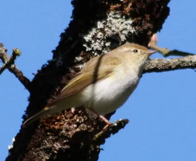 Индийская пеночка (Phylloscopus griseolus). Птицы Казахстана.