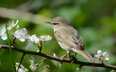 Фотокаталог птиц: Пеночка-весничка (Phylloscopus trochilus)