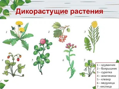 В Красной книге Приамурья появились новые виды растений ▸ Amur.Life