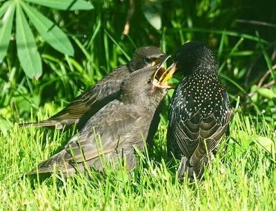 Клуб Людей и Птиц. ФОРУМЫ ptic.ru / Большая синица (Parus major)