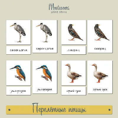Игра на липучках «Перелетные и зимующие птицы» - Скачать шаблон | Раннее  развитие