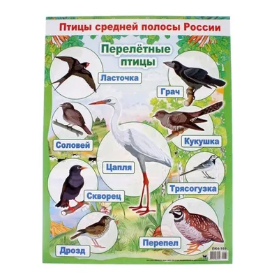 Когда в Москву возвратятся перелетные птицы