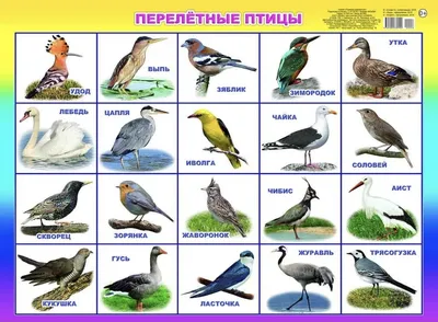 Почему перелётные птицы летят на север? Ведь они могут остаться на юге  навсегда! | В мире животных | Дзен