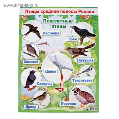 Зимующие и перелетные птицы России | Путешествие по Карелии | Птицы,  Природоведение, Для детей