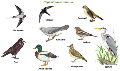 Речевичок: Перелётные птицы