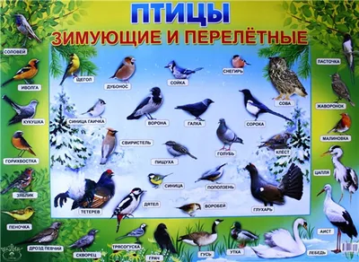 Когда в Подмосковье вернутся перелётные птицы? - Радио1 - Новости Рузского  городского округа