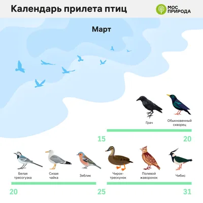 Скворцы прилетели в подмосковные леса - В регионе - РИАМО в Реутове