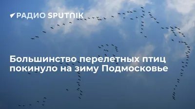 В Подмосковье были замечены гнездящиеся аисты - В регионе - РИАМО в  Подольске