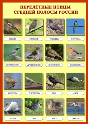 Плакат - А2 ПЕРЕЛЕТНЫЕ ПТИЦЫ 00006 /Леда купить оптом и в розницу в Кедровке