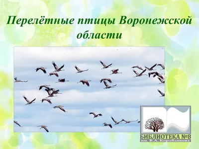 Почему ж эти птицы на Север летят? - Твои люди, Стрежевой -  Общественно-политическая газета «Северная звезда»