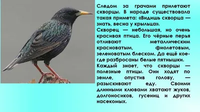 Ученый СО РАН объяснил, почему на самом деле мигрируют перелетные птицы |  ИА Красная Весна