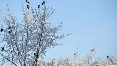 Все перелётные птицы: картинки с названиями и описаниями