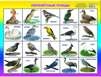 Фото перелетные птицы » Прикольные картинки: скачать бесплатно на рабочий  стол