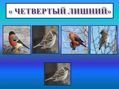 Первые перелетные птицы вернутся в Московский регион в середине марта - В  регионе - РИАМО в Мытищах