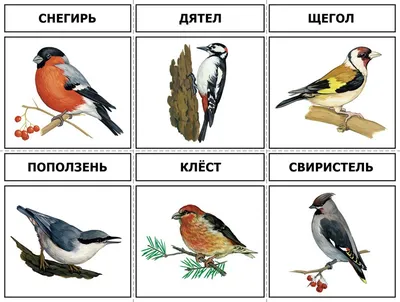 Все перелётные птицы: картинки с названиями и описаниями