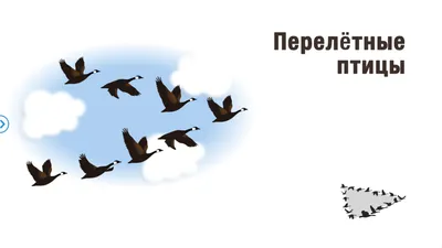 Все перелётные птицы: картинки с названиями и описаниями