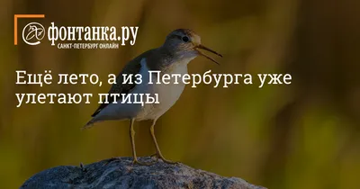 Купить Картину по номерам Перелетные птицы GX29398  Киев,Харьков,Одесса,Днепр | Raskrasim.com.ua