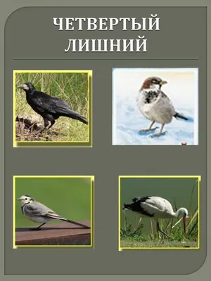 Картинки окружающий мир детям птицы (68 фото) » Картинки и статусы про  окружающий мир вокруг