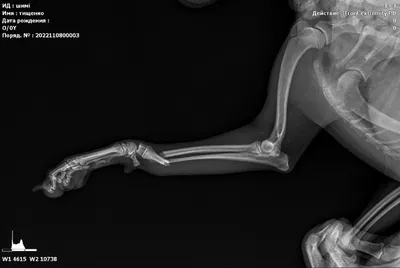 Перелом у собаки или кошки (кота) лечить в Киеве, цена лечения перелома лапы