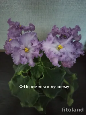 Ф-Перемены к Лучшему (Фиалковод) 2019 - Msk.FloraPiter.Ru коллекционные  ФИАЛКИ (г.Королев, г.Москва и Московская обл.)