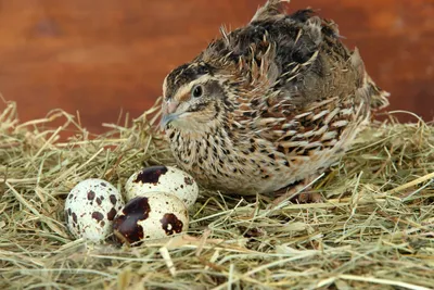 Voices of birds how the quail sings - YouTube