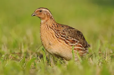 Обыкновенный перепел (Животный мир Восточно- Казахстанской Области) ·  iNaturalist