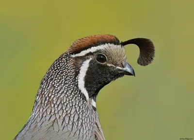 Виргинский перепел [группа pectoralis] - eBird